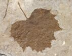 Two Fossil Sycamore Leaves (Platanus) - Nebraska #130447-1